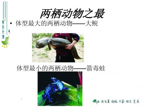 最新人教版八年级生物上册第一章第五节_两栖动物和爬行动物(上课用)