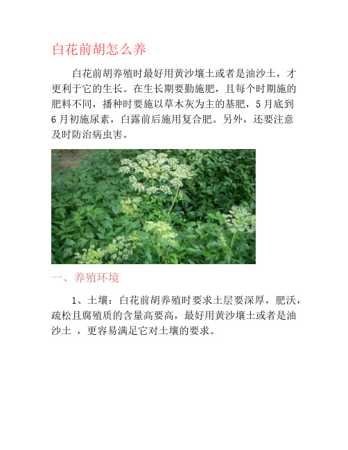 白花前胡怎么养-养花技巧
