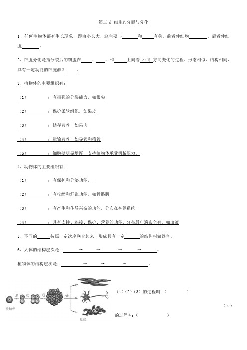 《细胞的分裂与分化》优秀教案