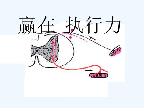 传出神经系统