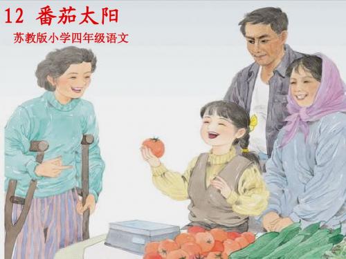 12 番茄太阳ppt