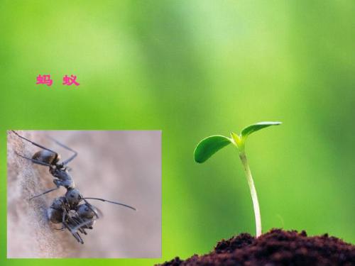 语文s版_小学三年级下册《蚂蚁的救助》生字课件(ppt)