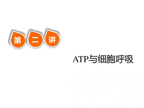 高三生物一轮复习必修1第3单元第2讲  ATP与细胞呼吸