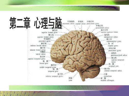 基础心理学王晓钧心理与脑