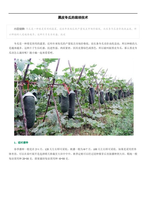 黑皮冬瓜的栽培技术