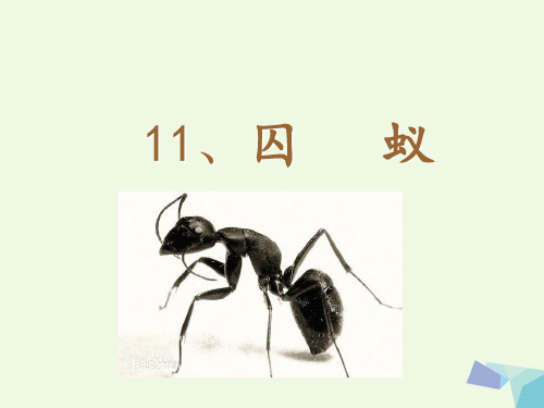 囚蚁