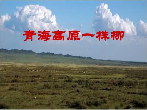 苏教版小学六年级语文上册《课青海高原一株柳》课件