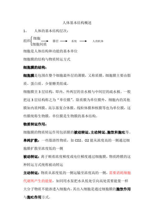 人体基本结构概述