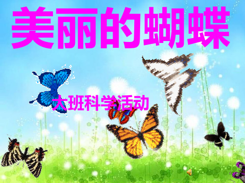 大班科学：美丽的蝴蝶PPT课件