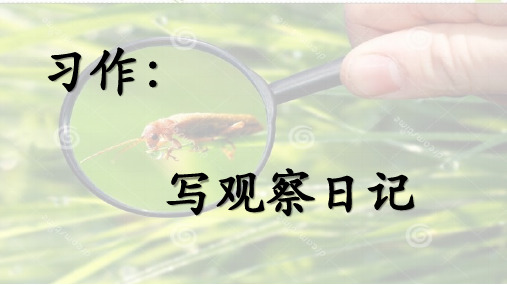 语文四年级上：第三单元习作：《写观察日记》