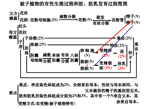 被子植物的有性生殖过程和胚、胚乳发育过程简图