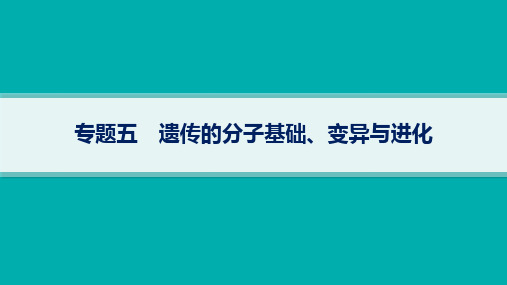 2024届高考二轮复习生物课件专题：遗传的分子基础、变异与进化