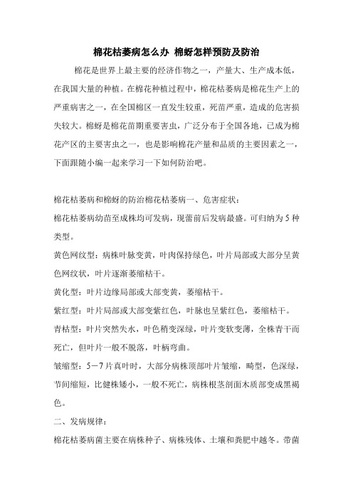 棉花枯萎病怎么办 棉蚜怎样预防及防治