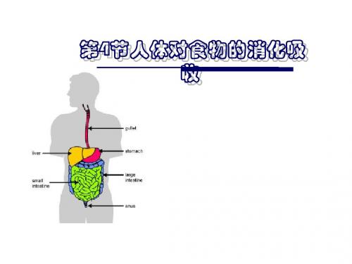 初中七年级生物上册3.5.4人体对食物的消化吸收名师优质课件2新版苏科版
