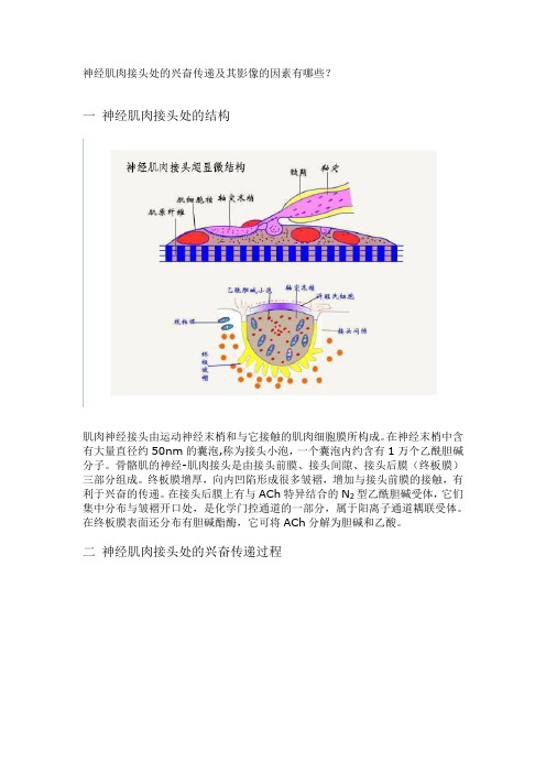 肌肉神经接头处的兴奋传递及其影响的因素有哪些