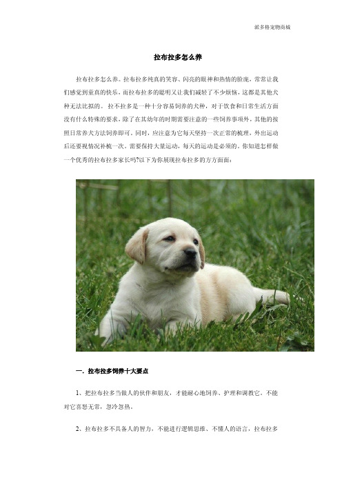 拉布拉多怎么养