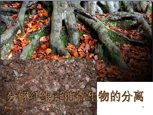 高中生物选修一--分解纤维素的微生物的分离