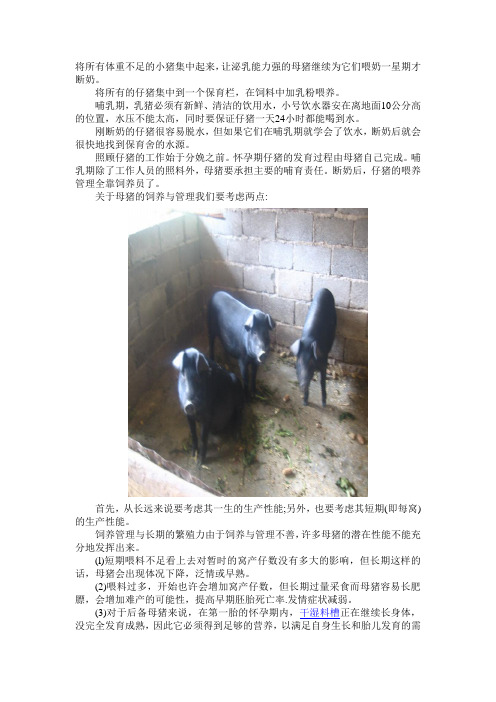 如何处理断奶时体重不足的仔猪