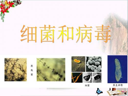 六年级科学上册第5课细菌和病毒 PPT精品课件2冀教版