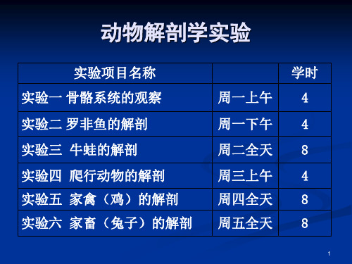 实验一 骨骼系统的观察