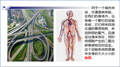 人教版七年级生物下册第四章第二课血流的管道--血管课件(23张ppt)