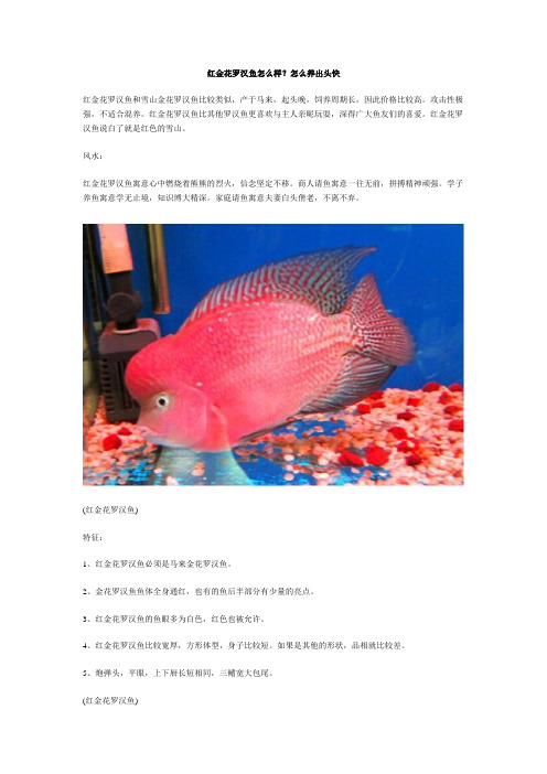 红金花罗汉鱼怎么样？怎么养出头快