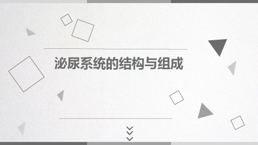 泌尿系统的结构与组成