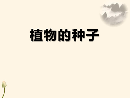 《植物的种子》植物的生长 PPT实用课件2