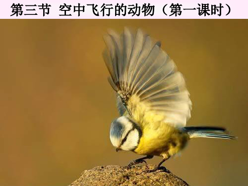 空中飞行的动物 PPT