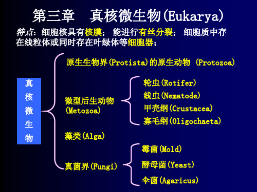 第3章真核微生物