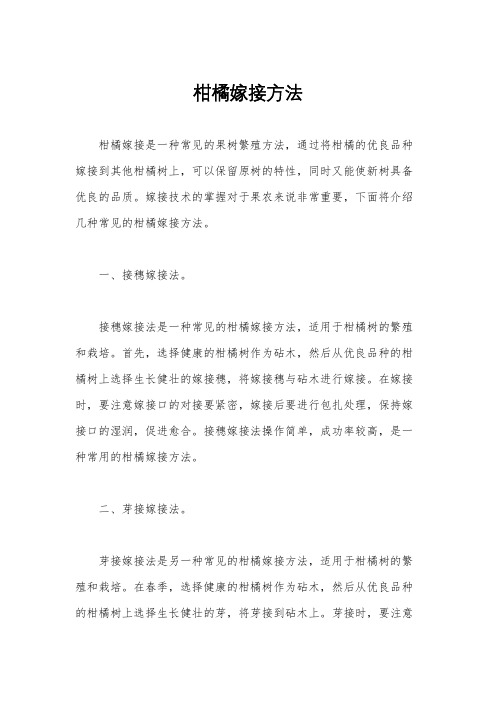 柑橘嫁接方法