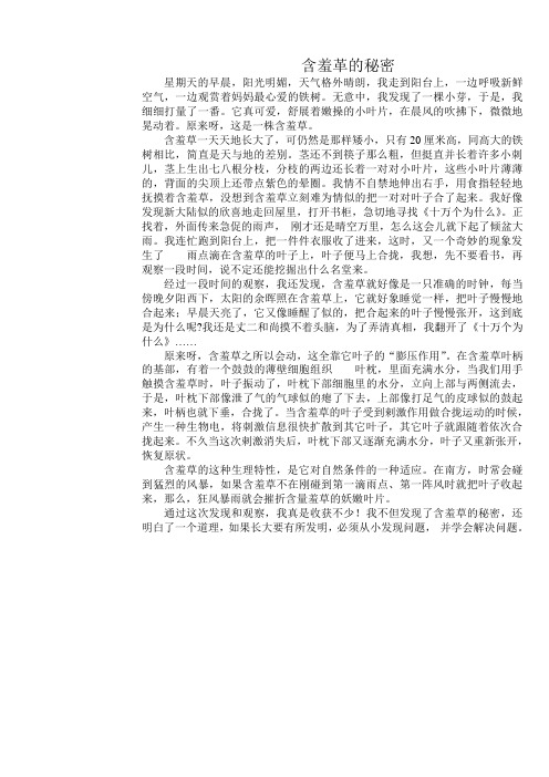 含羞草