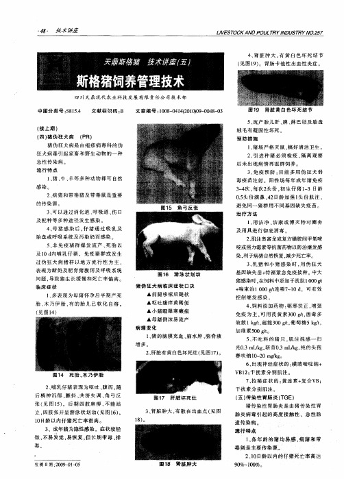 天鼎斯格猪  技术讲座(五)  斯格猪饲养管理技术