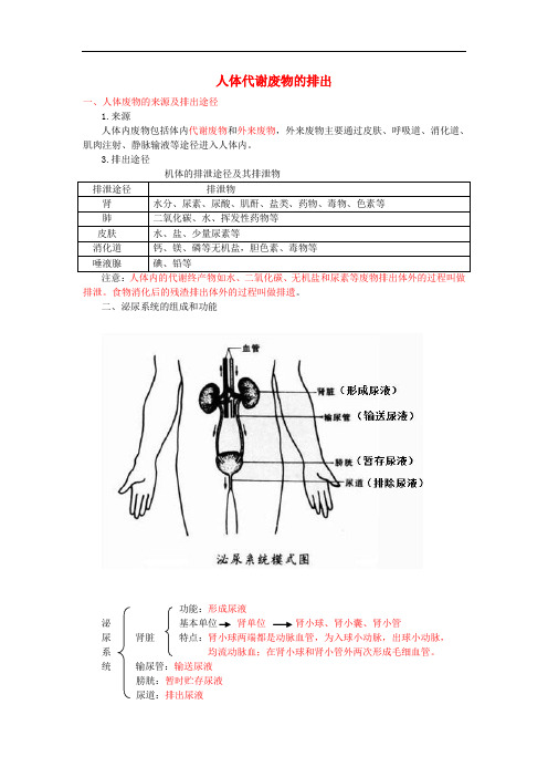 中考生物复习 人体代谢废物的排出知识点总结 新人教版