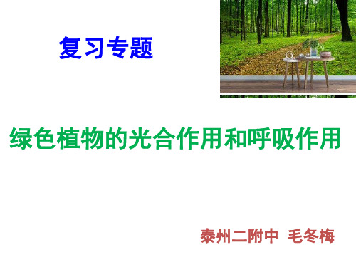 初中生物专题复习《绿色植物的光合作用和呼吸作用》课件 (30张)(共30张PPT)