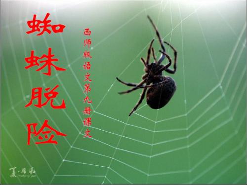 【西师大版】五年级语文上册：《蜘蛛脱险》优秀教学课件