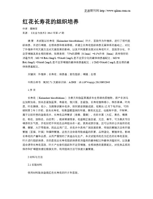 红花长寿花的组织培养