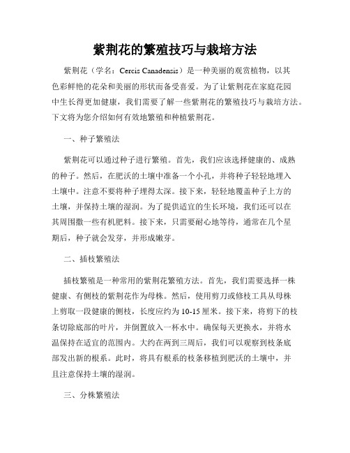 紫荆花的繁殖技巧与栽培方法