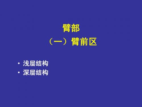 臂_肘_前臂xin