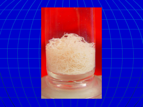 人体寄生虫学-9丝虫、旋毛虫