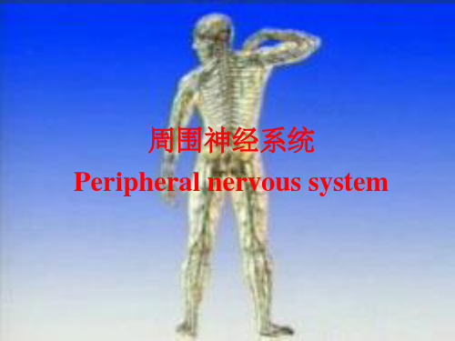 颈丛ppt课件