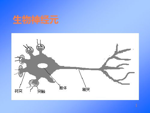 生物神经元ppt课件