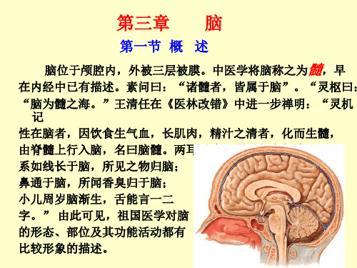 脑干高清结构解剖