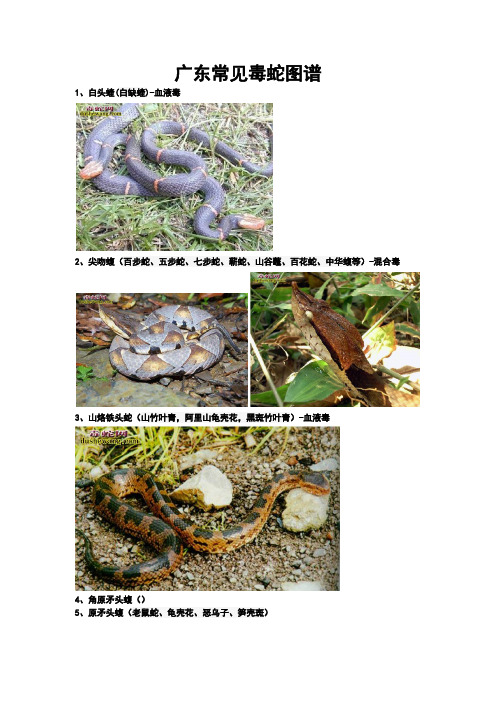 广东常见毒蛇图谱