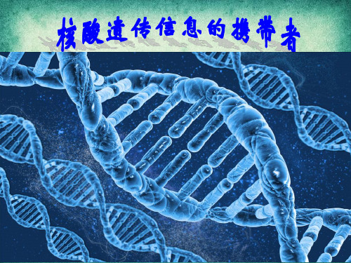 新教材人教版《核酸》ppt教学课件1