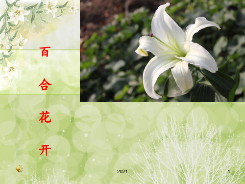 花开百合PPT课件