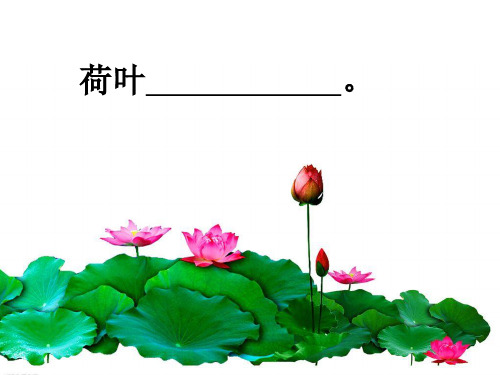 一年级下册语文课件-14.《荷叶伞》｜冀教版(2016)(共29张PPT)