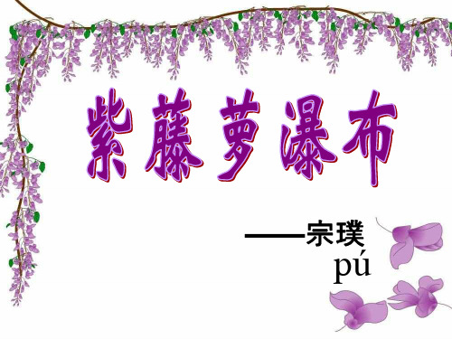 紫藤萝瀑布2