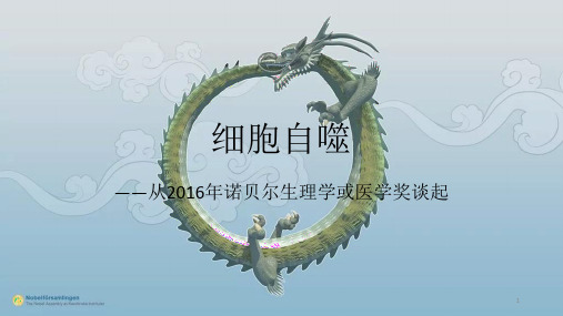 细胞自噬PPT课件
