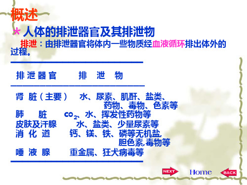 生理学第八章尿的生成和排出